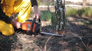 Reliable Crooked River Ranch, OR Tree Services Solutions